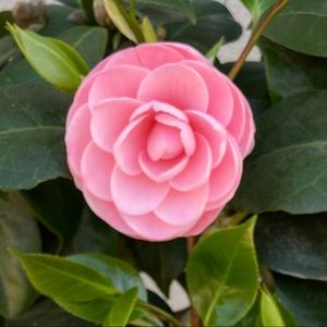 Meet your Posher, Suzie